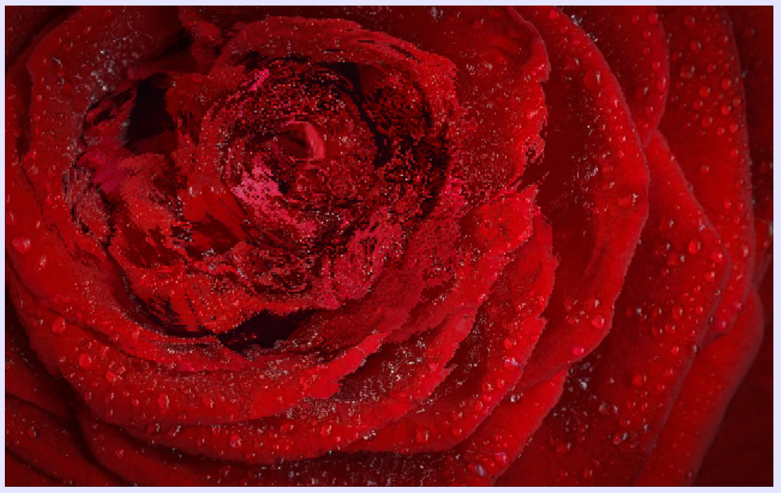 Water Effect On Red Rose!