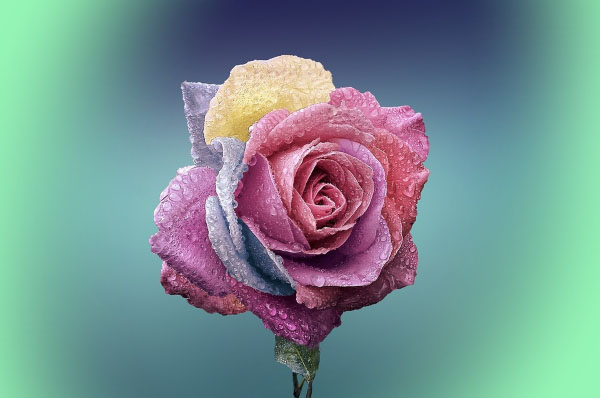 Pink rose with vignette effect applied