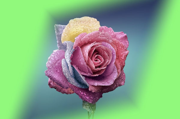 Pink rose with vignette effect applied!