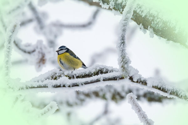 Image of a bird with vignette effect applied!