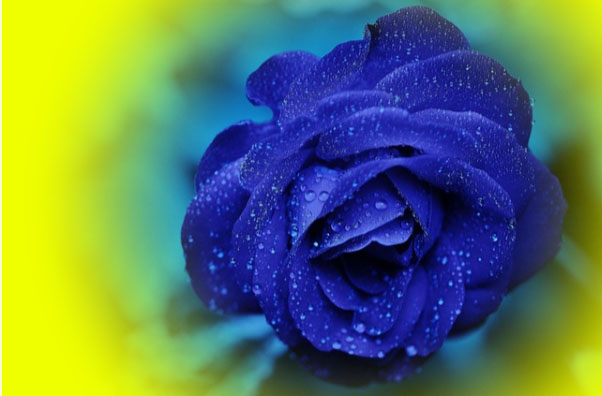 Blue rose with vignette effect applied!
