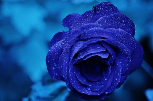 Blue rose grow!