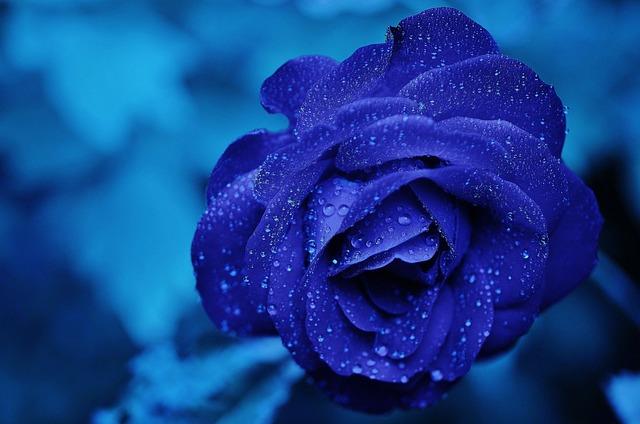Blue rose initial image!