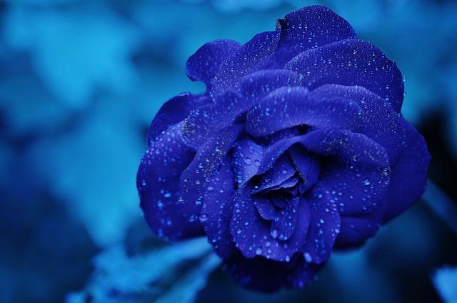 Blue rose shrink!