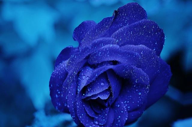 Blue rose translated to left!