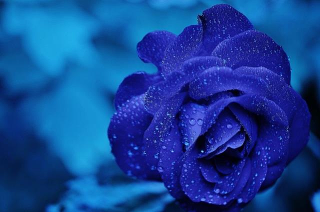 Blue rose translated to right!