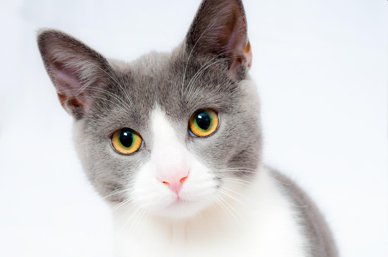 Picture of a cat initial
