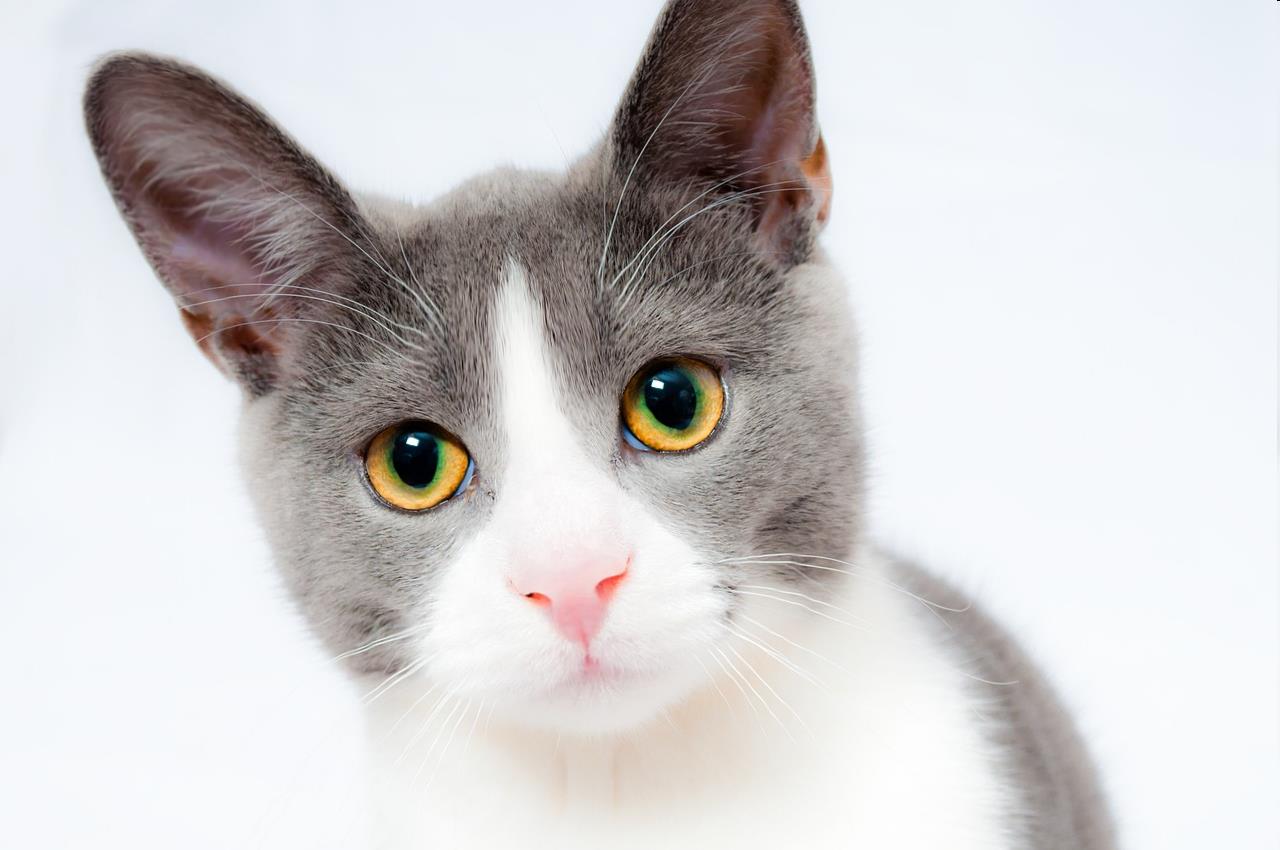 Picture of a cat modified using Image Warper