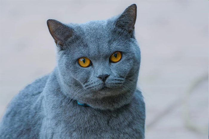 Picture of a cat original