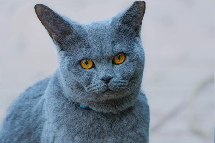 Picture of a cat modified using Image Warper