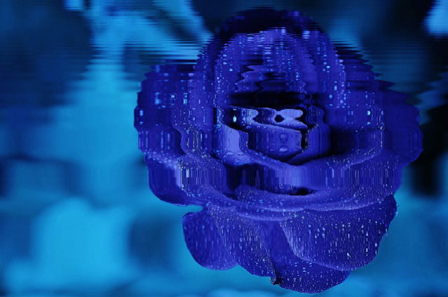 Wave Effect On Blue Rose!
